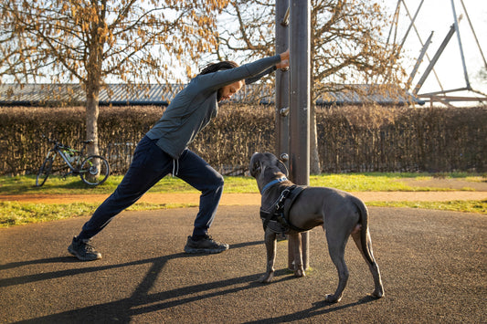 The Ultimate Guide to Dog Training: Tips, Tools, and Techniques for Success